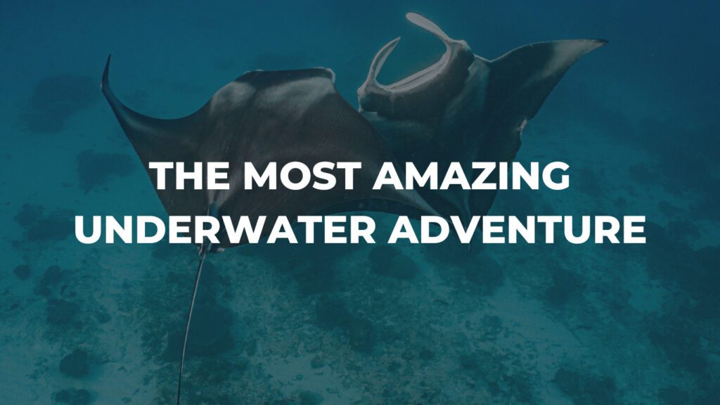 Freediving with Giant Manta Rays - UNDERWATER ADVENTURES