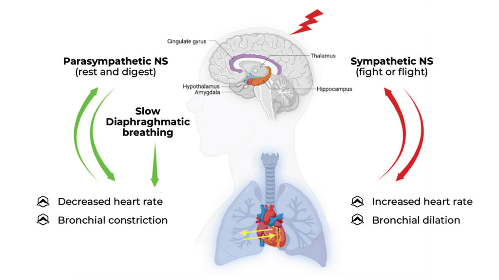 INFOGRAPHIC showing the benefits of diaphramatic breathing
